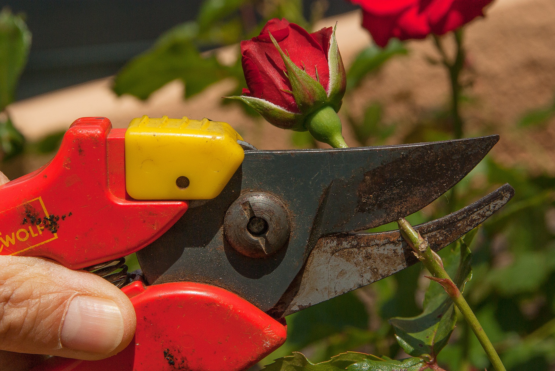Die besten Gartenscheren im Testbericht lieber Ast ab als die Finger